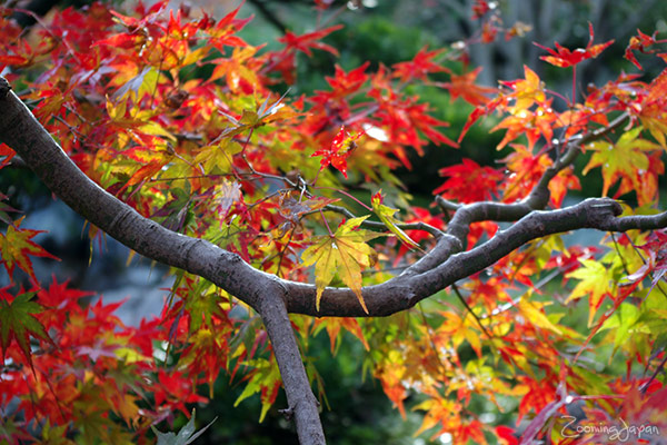 Autumn Colors in Japan's countryside (2011)